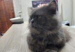 Traditional Persian Cat