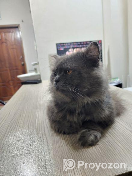 Traditional Persian Cat