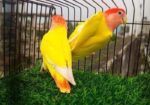 Love Bird