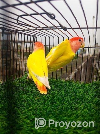 Love Bird