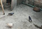 দেশি কবুতর