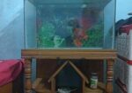 Aquarium