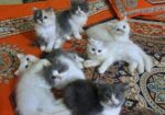 Traditional Persian Cat