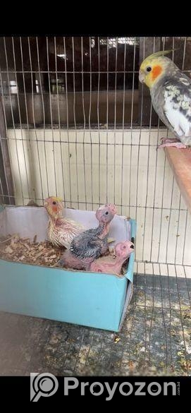 ককাটেল পাখির বাচ্চা