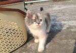 Traditional Persian Cat