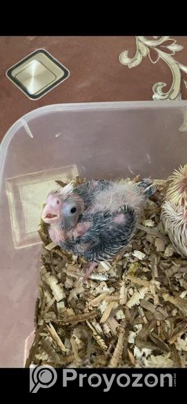 ককাটেল পাখির বাচ্চা