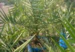 আজো আঁ খেজুর গাছ