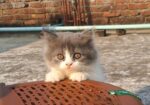Traditional Persian Cat