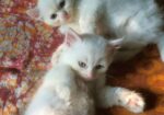 Persian Dubble Cot Doll Face Cat