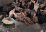 খাঁকি ক্যাম্পবেল ডিম পাড়া হাঁস বিক্রি করা হবে