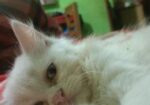 Persian Dubble Cot Doll Face Cat
