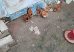 দেশি মুরগীর বাচ্চা