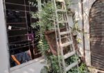 Plants For Sale