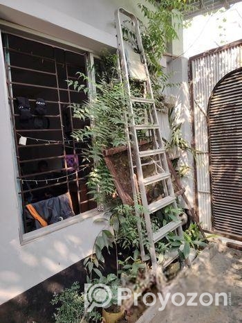 Plants For Sale