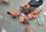 দেশি মুরগীর বাচ্চা
