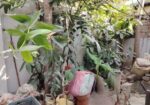 Plants For Sale