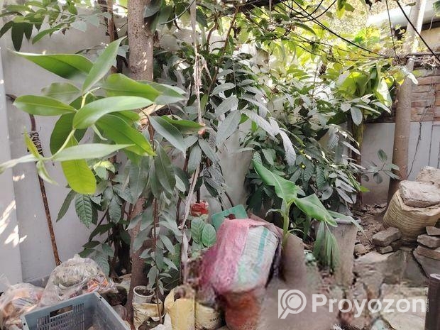 Plants For Sale