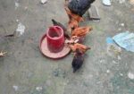 দেশি মুরগীর বাচ্চা