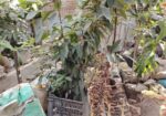 Plants For Sale