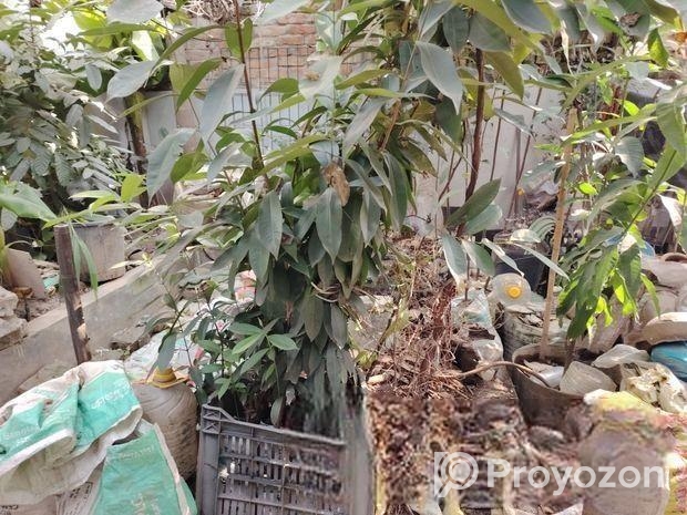 Plants For Sale