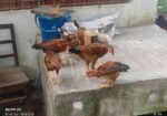 দেশি মুরগি