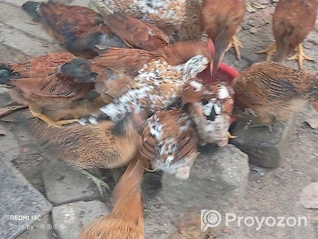 দেশি মুরগি