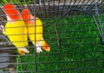 Love Bird