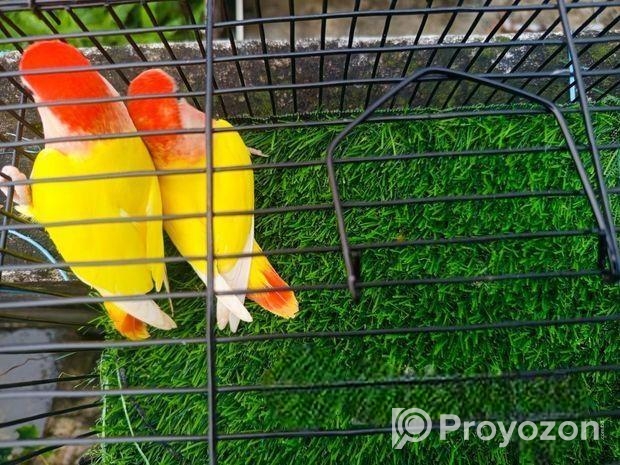Love Bird