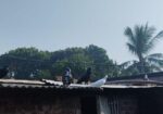 দেশি কবুতর