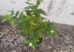 শিউলি গাছ-