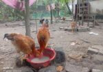 দেশি মুরগি