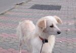 German Spitz