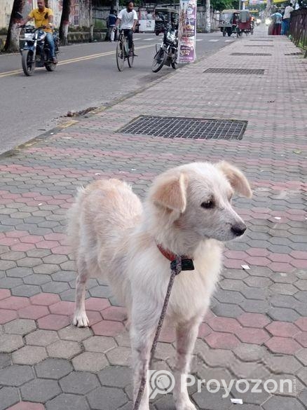 German Spitz