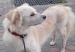 German Spitz