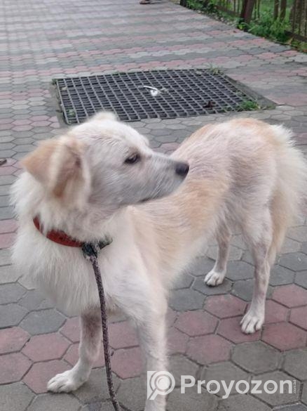 German Spitz