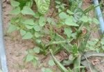 সৌদি খেজুর -পান সহ বেশ কিছু টবের গাছ