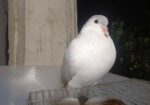 shiraz single male
