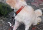 German Spitz