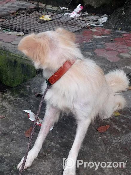 German Spitz