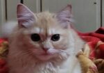 Parshian Cat