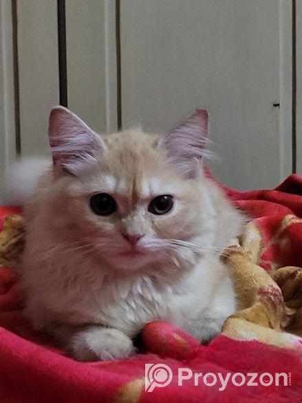 Parshian Cat