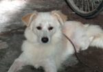 German Spitz