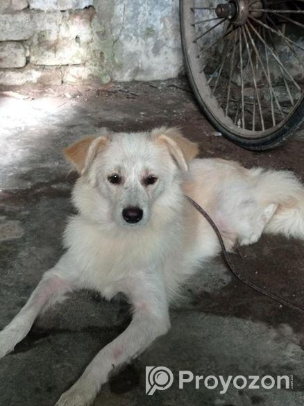 German Spitz