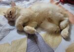 Parshian Cat