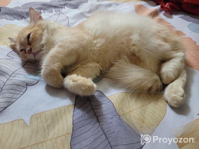 Parshian Cat