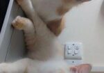 persian cat