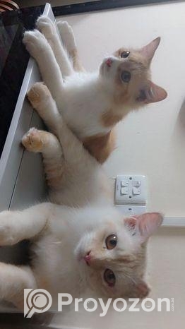 persian cat