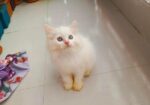 Cat Long hair