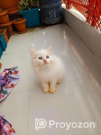 Cat Long hair