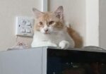persian cat